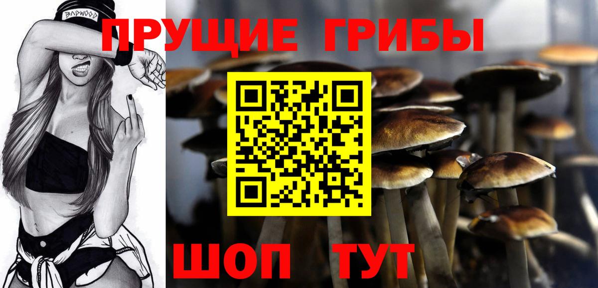 Псилоцибиновые грибы Psilocybe  Кандалакша  Псилоцибиновые грибы MAGIC MUSHROOMS 